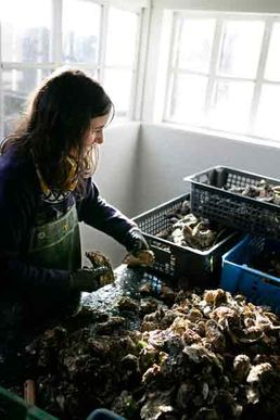 Sylvie Latrille triant ses huîtres.